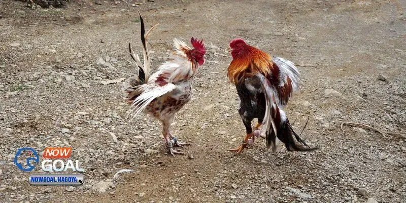 Đá gà online