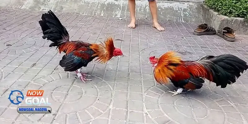Đá gà online